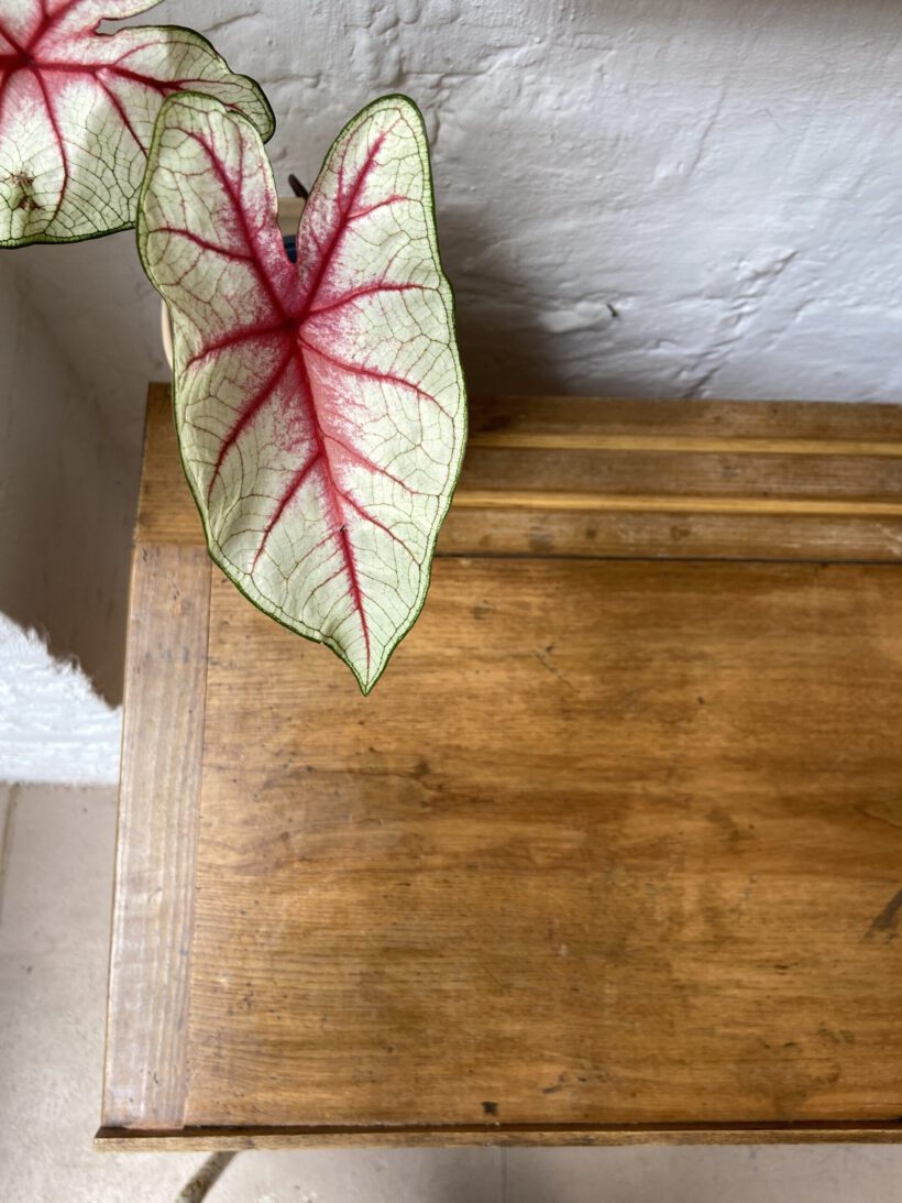 E0A1B45B-7B34-4E83-A227-A22F9A858E5D